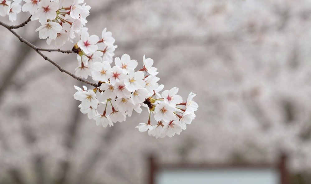 Khoảng trống dữ liệu: Lằn ranh giữa phân tích võ thuật và bịa đặt huyền thoại Khoảng trống dữ liệu: Lằn ranh giữa phân tích võ thuật và bịa đặt huyền thoại